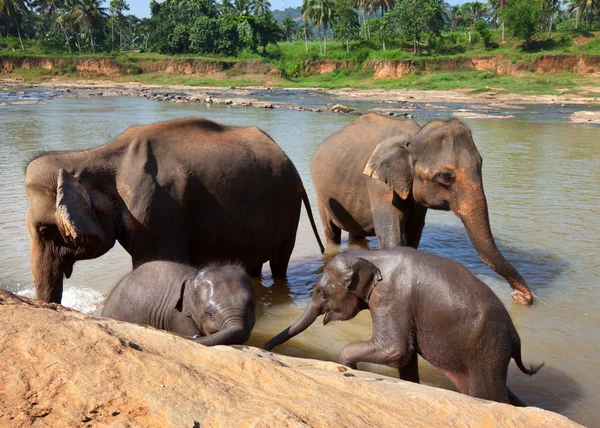 Elefant på sri lanka — Stockfoto