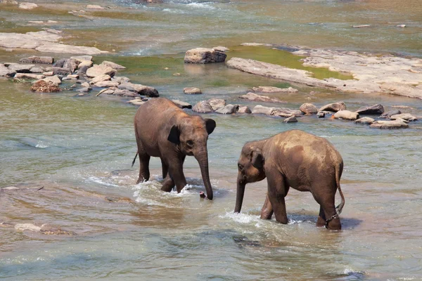 Elephant on Sri Lanka — Stock Photo, Image