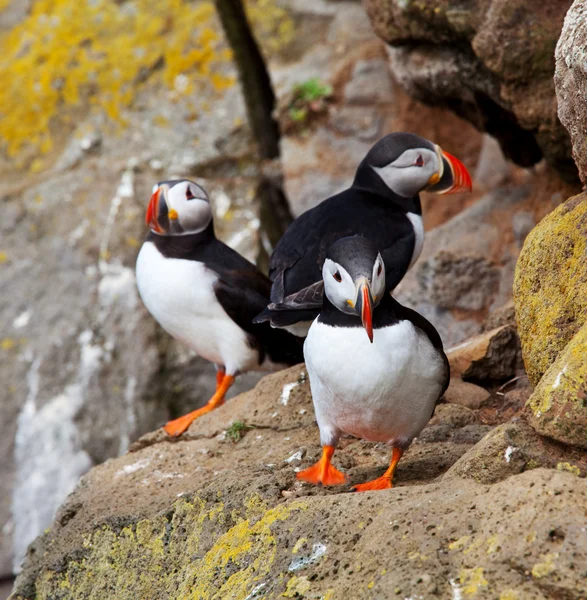 Puffin — Stock Photo, Image