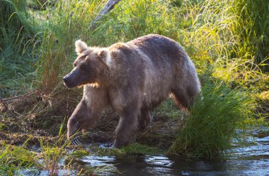 Alaska ayı
