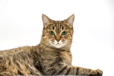 Kedi.