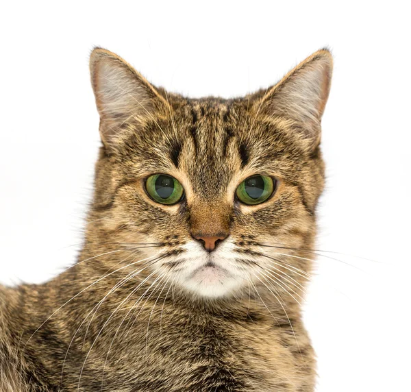 Cat. — Stock Photo, Image