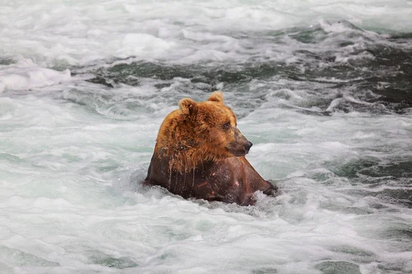 Bear on Alaska Royalty Free Stock Images