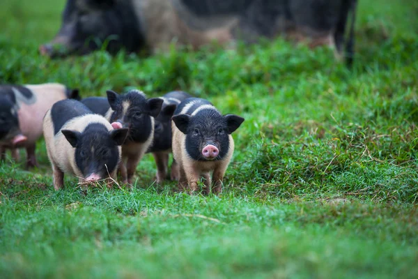 越南猪 — 图库照片