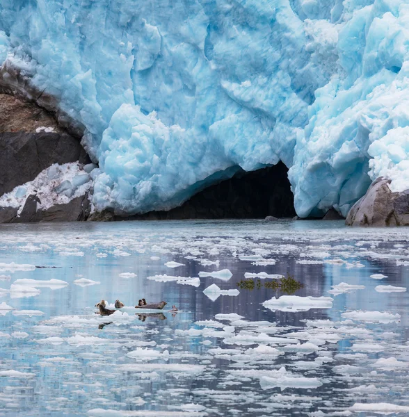 Gletsjer op alaska — Stockfoto