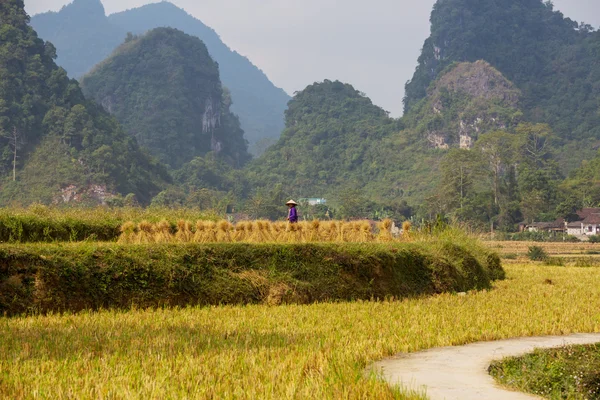 Campos no Vietname — Fotografia de Stock