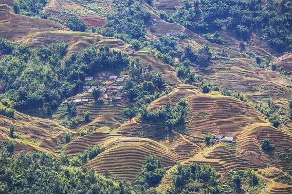 Fields in Vietnam — Stock Photo, Image