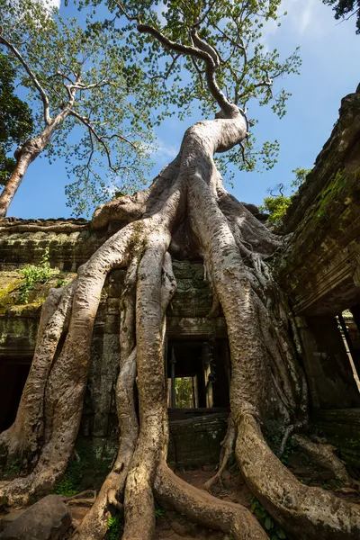 Angkor. —  Fotos de Stock