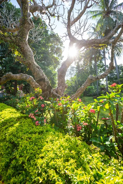 Jardim — Fotografia de Stock