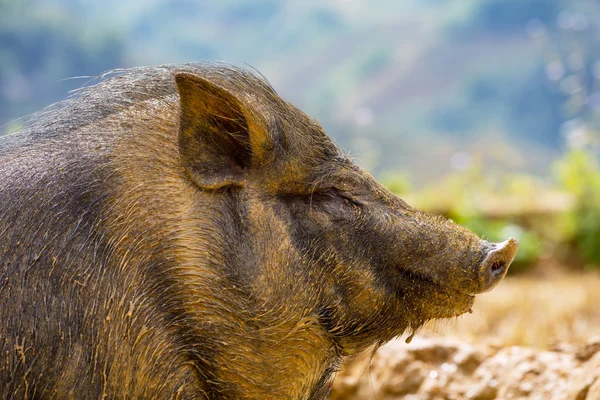 Cerdo vietnamita —  Fotos de Stock