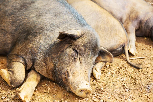 Vietnamees varken — Stockfoto