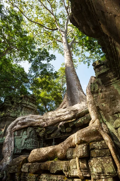 Angkor — Stock Photo, Image