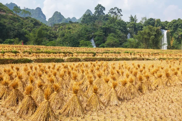 Felder in Vietnam — Stockfoto