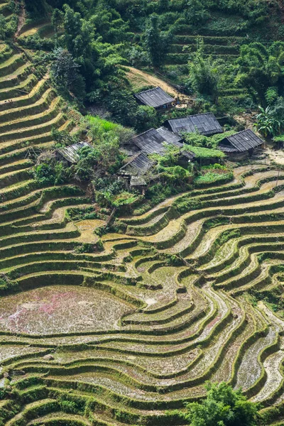 在越南的字段 — 图库照片