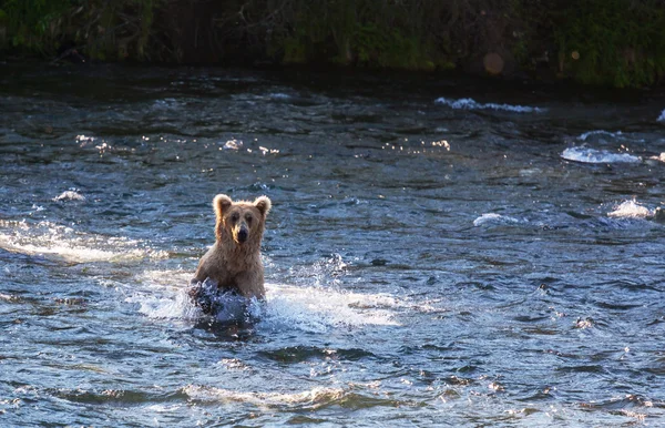 Orso in Alaska — Foto Stock