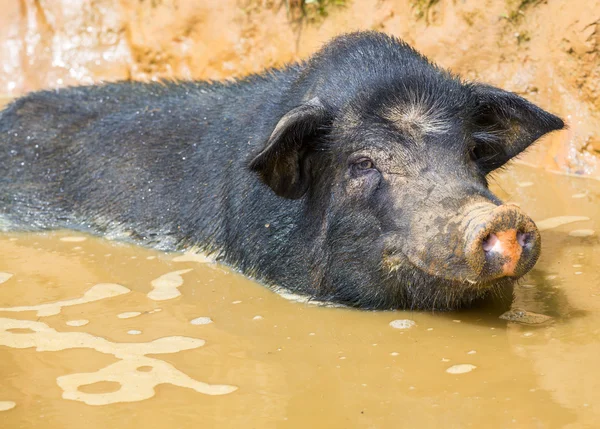 Vietnamesisches Schwein — Stockfoto