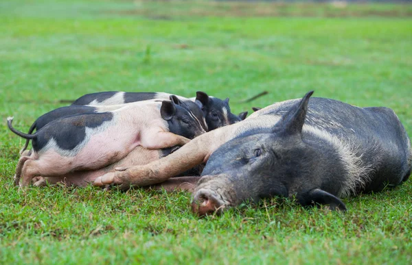 Vietnamesisches Schwein — Stockfoto