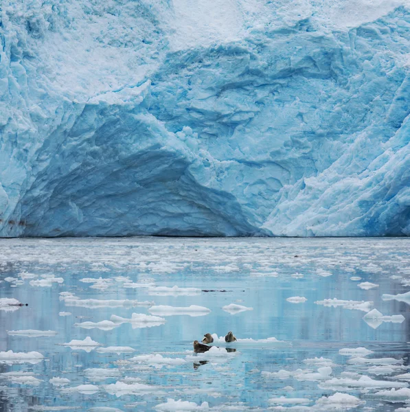 Glaciär på alaska — Stockfoto