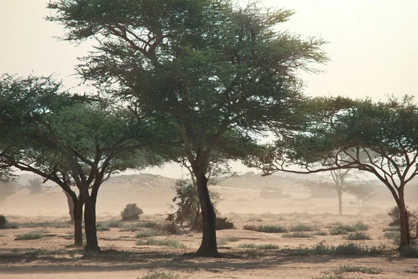 Tempestade no deserto — Fotografia de Stock