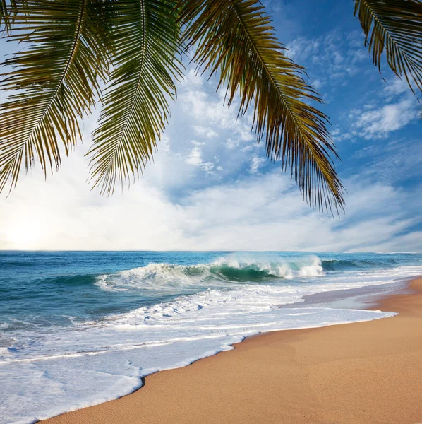 Playa tropical — Foto de Stock