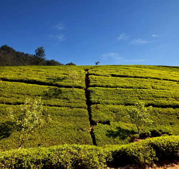 Tea plantation — Stock Photo, Image