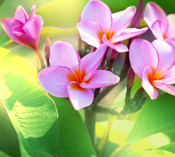 하와이의 꽃들 — 스톡 사진