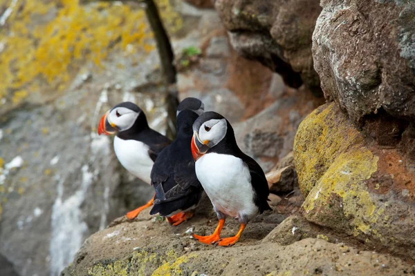 Puffin — Stock Photo, Image