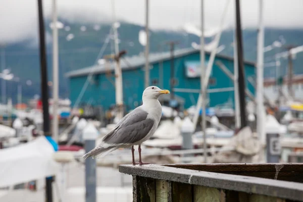 Gabbiano di mare — Foto Stock