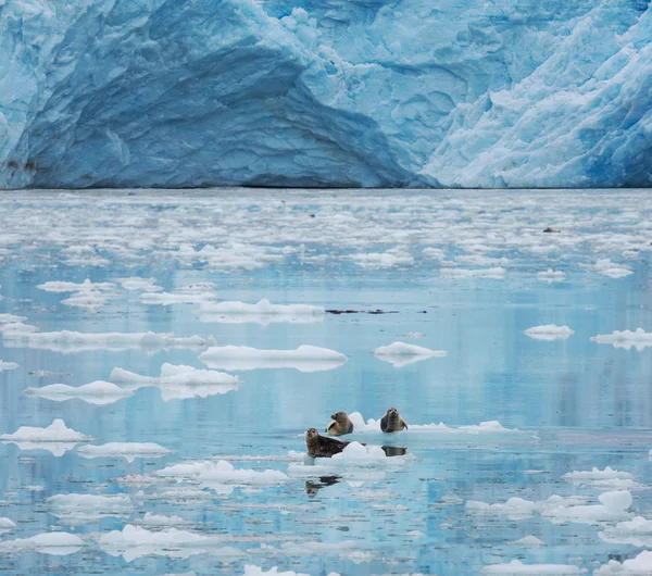 Glacier on Alaska Stock Photo