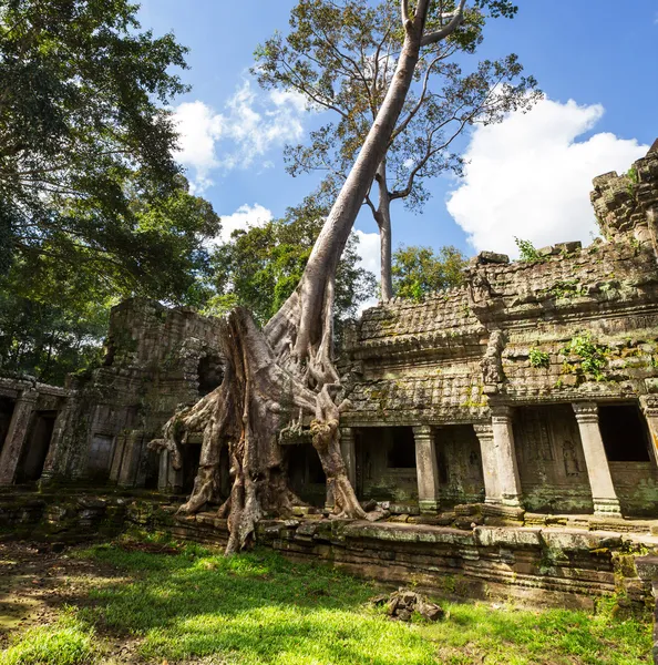 Angkor. —  Fotos de Stock