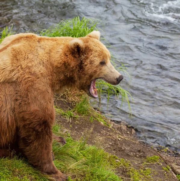 Orso in Alaska — Foto Stock