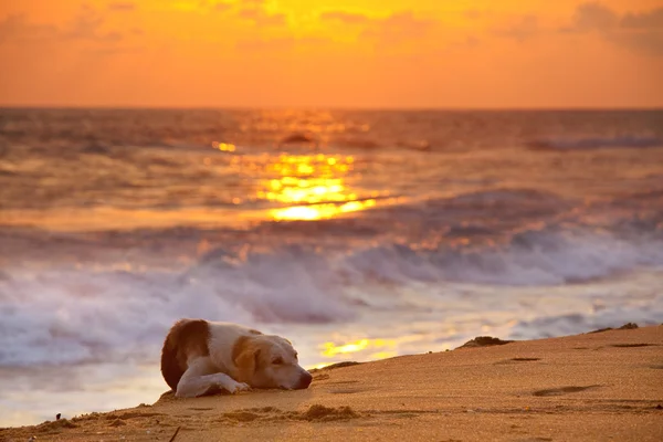 Собака на пляже — стоковое фото