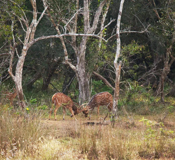 斑点鹿 — 图库照片