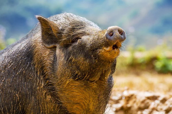 Vietnamesisches Schwein — Stockfoto