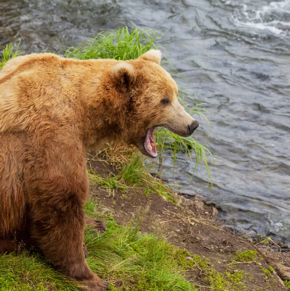 Bear on Alaska — Stock Photo, Image