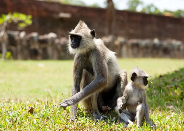 Scimmia sullo Sri Lanka — Foto Stock