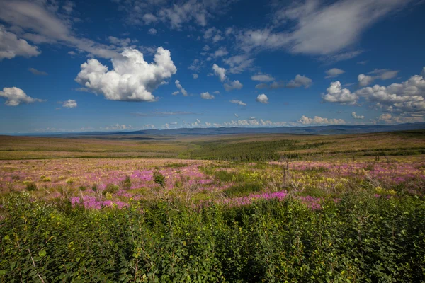 Tundra tarihinde alaska