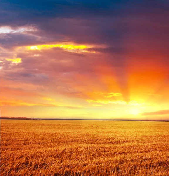 Fältet på sunset — Stockfoto