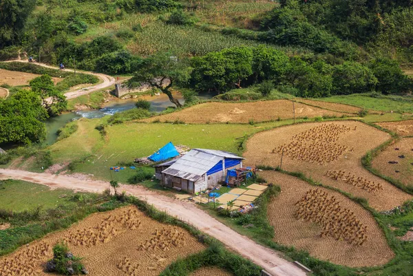 Campos en Vietnam — Foto de Stock