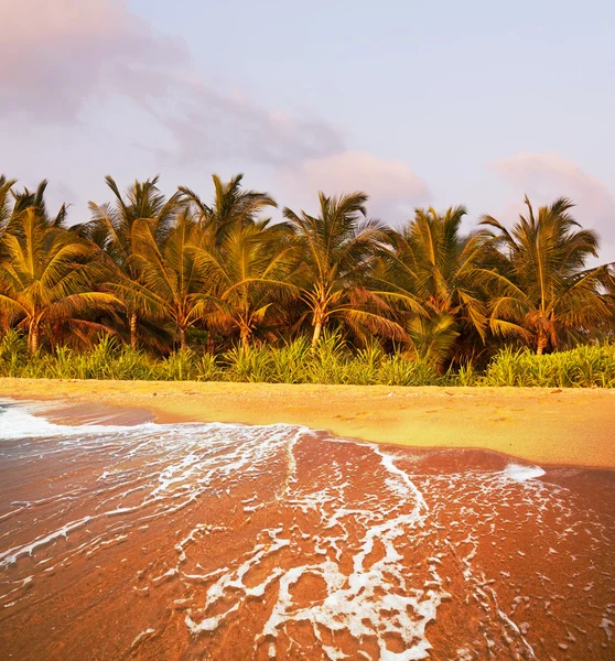 Spiaggia tropicale — Foto Stock