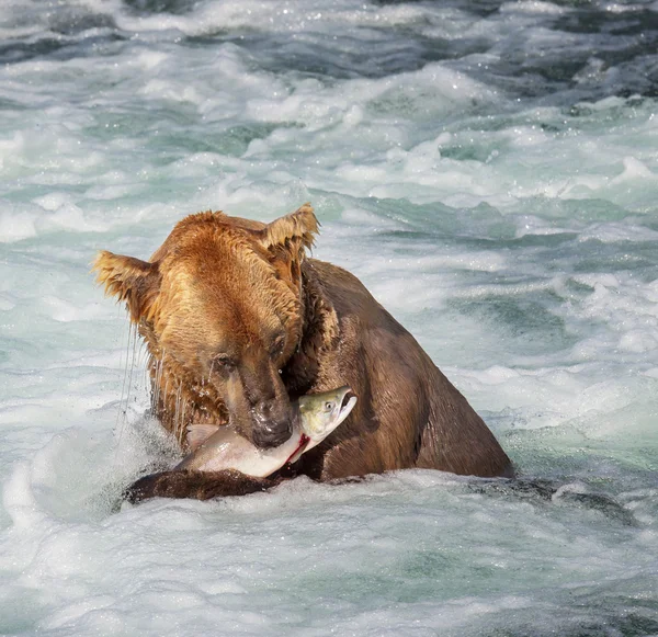 Oso en Alaska — Foto de Stock