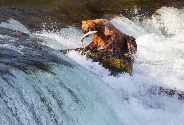 Bära på alaska — Stockfoto