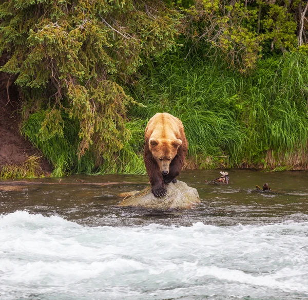 Bear on Alaska — Stock Photo, Image