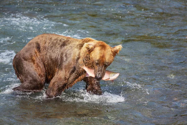 Niedźwiedź na Alasce — Zdjęcie stockowe