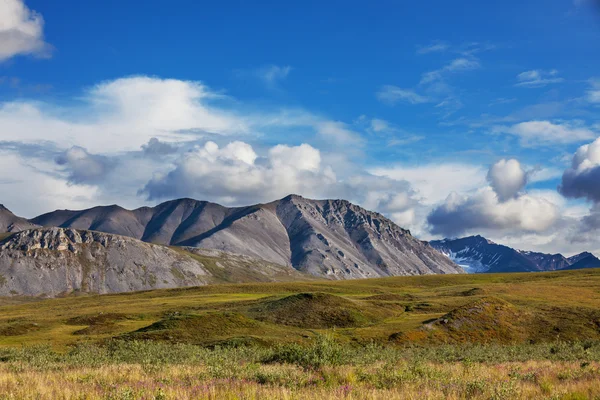 Tundra auf alaska — Stockfoto