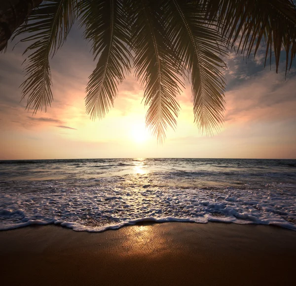 Tropical beach — Stock Photo, Image