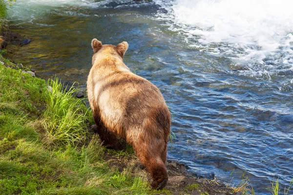 Orso in Alaska — Foto Stock