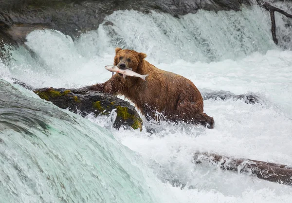 Orso in Alaska — Foto Stock