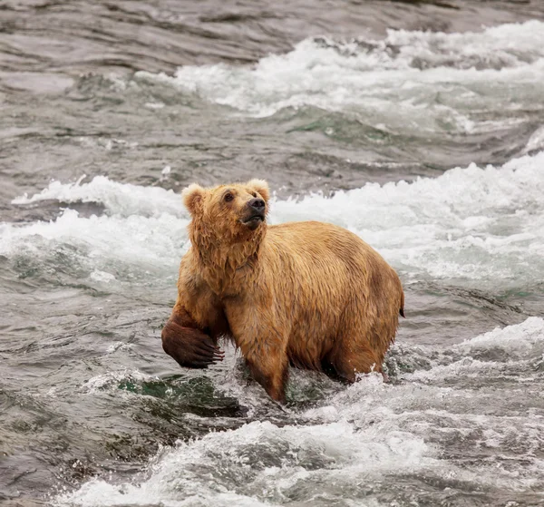 Bear on Alaska Stock Image