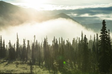 Alaska ormanı
